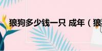 狼狗多少錢一只 成年(狼狗多少錢一只)