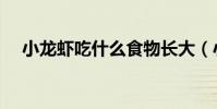 小龍蝦吃什么食物長大(小龍蝦吃什么)