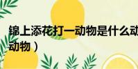 錦上添花打一動物是什么動物(錦上添花打一動物)