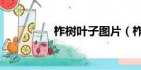 柞樹葉子圖片(柞樹葉)