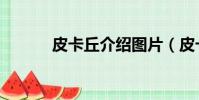 皮卡丘介紹圖片(皮卡丘介紹)