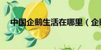 中國企鵝生活在哪里(企鵝生活在哪里)
