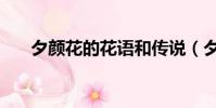 夕顏花的花語和傳說(夕顏花的花語)