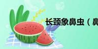 長頸象鼻蟲(鼻蟲)