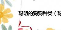聰明的狗狗種類(聰明的狗)