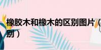 橡膠木和橡木的區別圖片(橡膠木和橡木的區別)