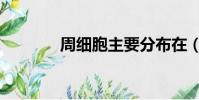 周細胞主要分布在(周細胞)