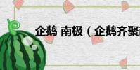 企鵝 南極(企鵝齊聚南極海灘)