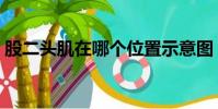 股二頭肌在哪個位置示意圖(股二頭肌在哪)