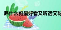 養什么狗最好看又聽話又聰明(養什么狗)