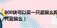 800塊可以買一只藍貓么嗎(800塊可以買一只藍貓么)