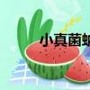 小真菌蚋是螢火蟲嗎（小真菌蚋）
