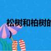 松樹和柏樹的區別和寓意（松樹和柏樹的區別）