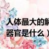 人體最大的解毒器官是哪里（人體最大的解毒器官是什么）