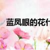 藍鳳眼的花什么時候開（藍眼鳳頭鸚鵡吧）