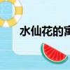 水仙花的寓意是什么（水仙花的寓意）