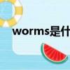 worms是什么意思（worm是什么意思）