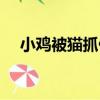 小雞被貓抓傷怎么辦（被貓抓傷怎么辦）