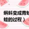 蝌蚪變成青蛙的過程為什么會死（蝌蚪變成青蛙的過程）