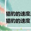 獵豹的速度是31米每秒小汽車的速度是20（獵豹的速度）