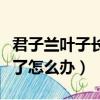 君子蘭葉子長歪了怎么糾正（君子蘭葉子長歪了怎么辦）