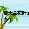 夏天蘭花葉子發黃怎么辦（蘭花葉子發黃怎么辦）