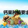鈣果種植要求氣候與技術條件（鈣果種植前景）