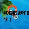 動物的腳印圖片簡筆畫（動物的腳印圖案跟名字）