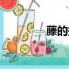 藤的拼音組詞（藤的拼音）