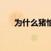 為什么豬怕熱（為什么豬不怕開水燙）