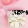 沉香種植方法與技術（沉香種植）
