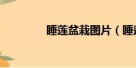 睡蓮盆栽圖片(睡蓮盆栽)