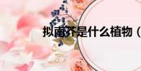 擬南芥是什么植物(擬南芥)