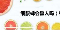 細腰蜂會蜇人嗎(細腰蜂)