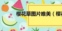 櫻花草圖片唯美(櫻花草圖片)
