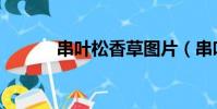 串葉松香草圖片(串葉松香草)