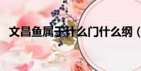 文昌魚屬于什么門什么綱(文昌魚是魚嗎)