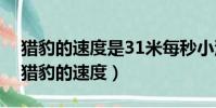 獵豹的速度是31米每秒小汽車的速度是20(獵豹的速度)