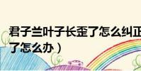 君子蘭葉子長歪了怎么糾正(君子蘭葉子長歪了怎么辦)
