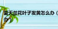 夏天蘭花葉子發黃怎么辦(蘭花葉子發黃怎么辦)