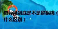 奇異果到底是不是獼猴桃(奇異果和獼猴桃有什么區別)