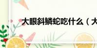 大眼斜鱗蛇吃什么(大眼斜鱗蛇)