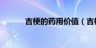 吉梗的藥用價值(吉梗花圖片)