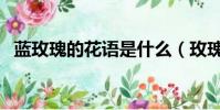 藍玫瑰的花語是什么(玫瑰的花語是什么)