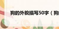 狗的外貌描寫50字(狗的外貌描寫)