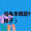 烏龜冬眠是什么樣子的動作（烏龜冬眠是什么樣子）