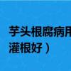 芋頭根腐病用什么藥灌根好（根腐病用什么藥灌根好）