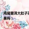 雞尾普洱大肚子茶有效果嗎怎么喝（雞尾普洱大肚子茶有效果嗎）