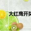 大紅鷹開獎聊天報碼室（報碼聊天室）