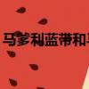 馬爹利藍帶和馬爹利xo的區別（馬爹利藍帶）